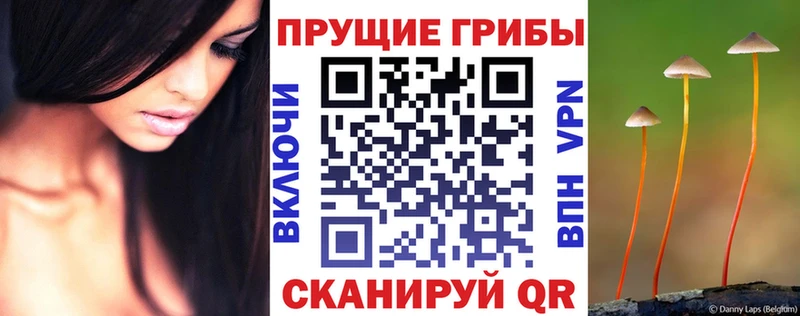 Галлюциногенные грибы Psilocybine cubensis  купить наркотик  Олонец 